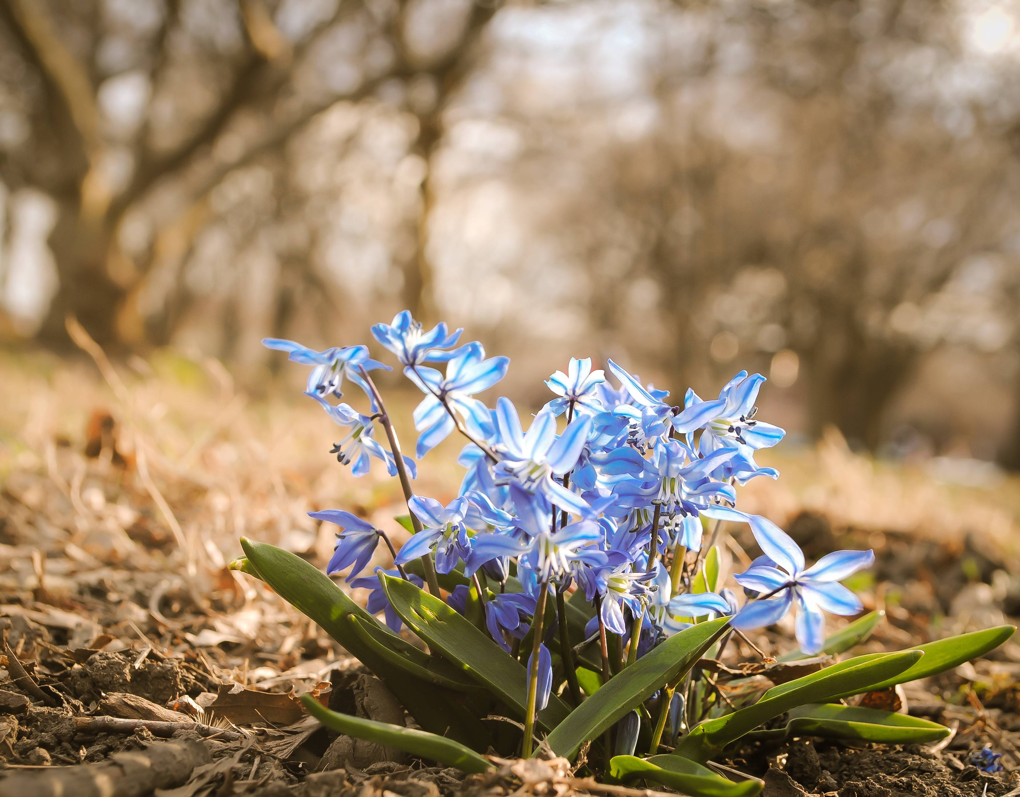 Blue Wildflowers Spring Pretty Flowers Beautiful HD Wallpaper