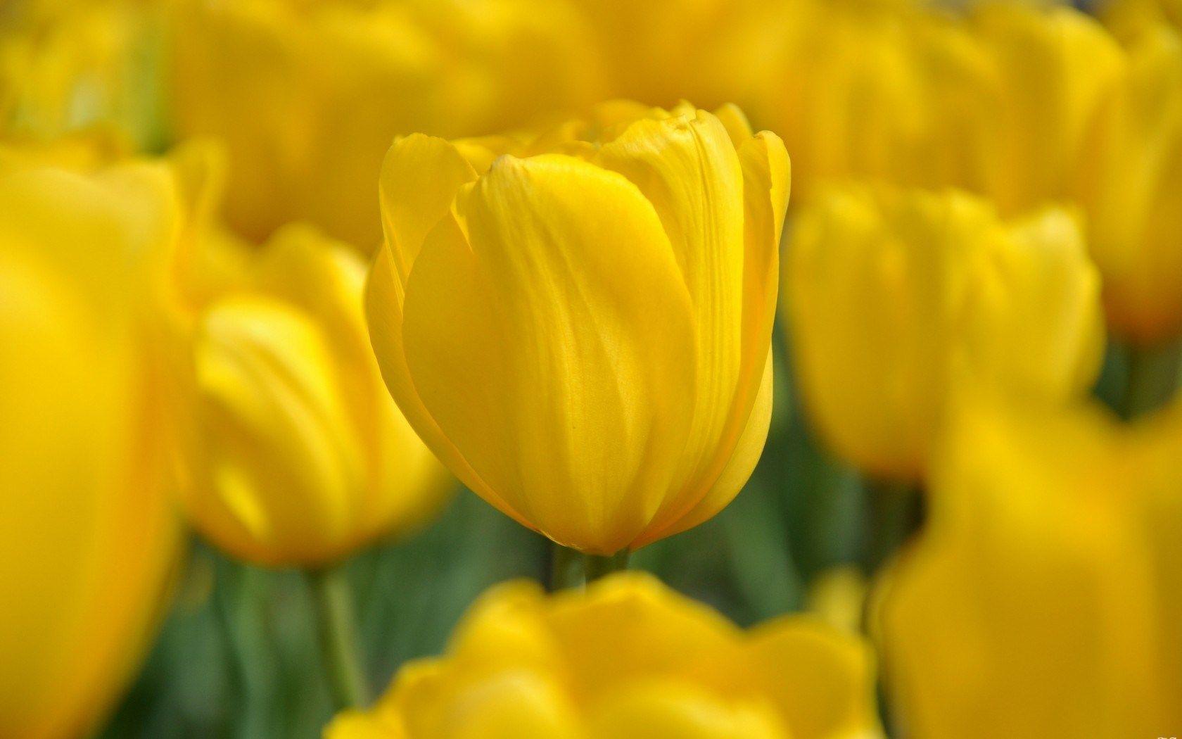 Tulips Yellow Nature Spring HD Wallpaper