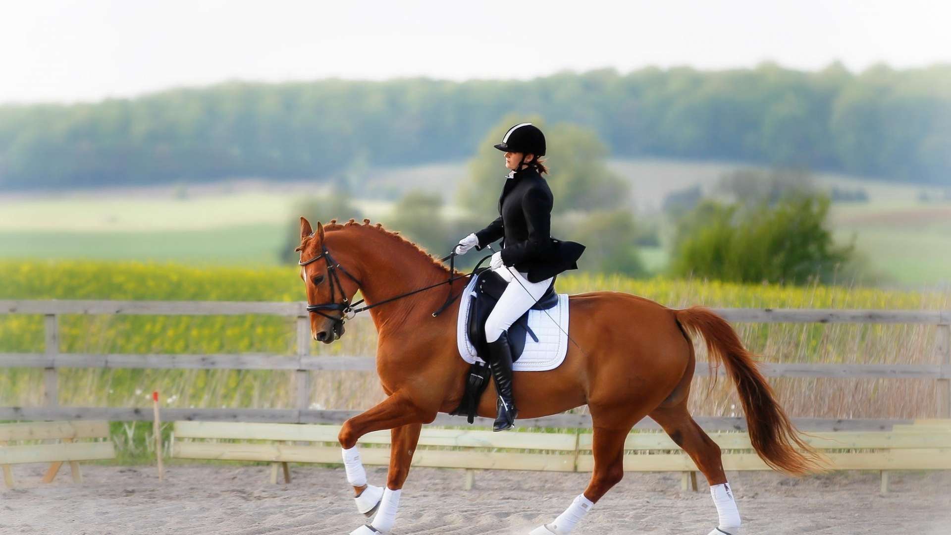 Horse Rider Equestrian HD Wallpaper 1080p