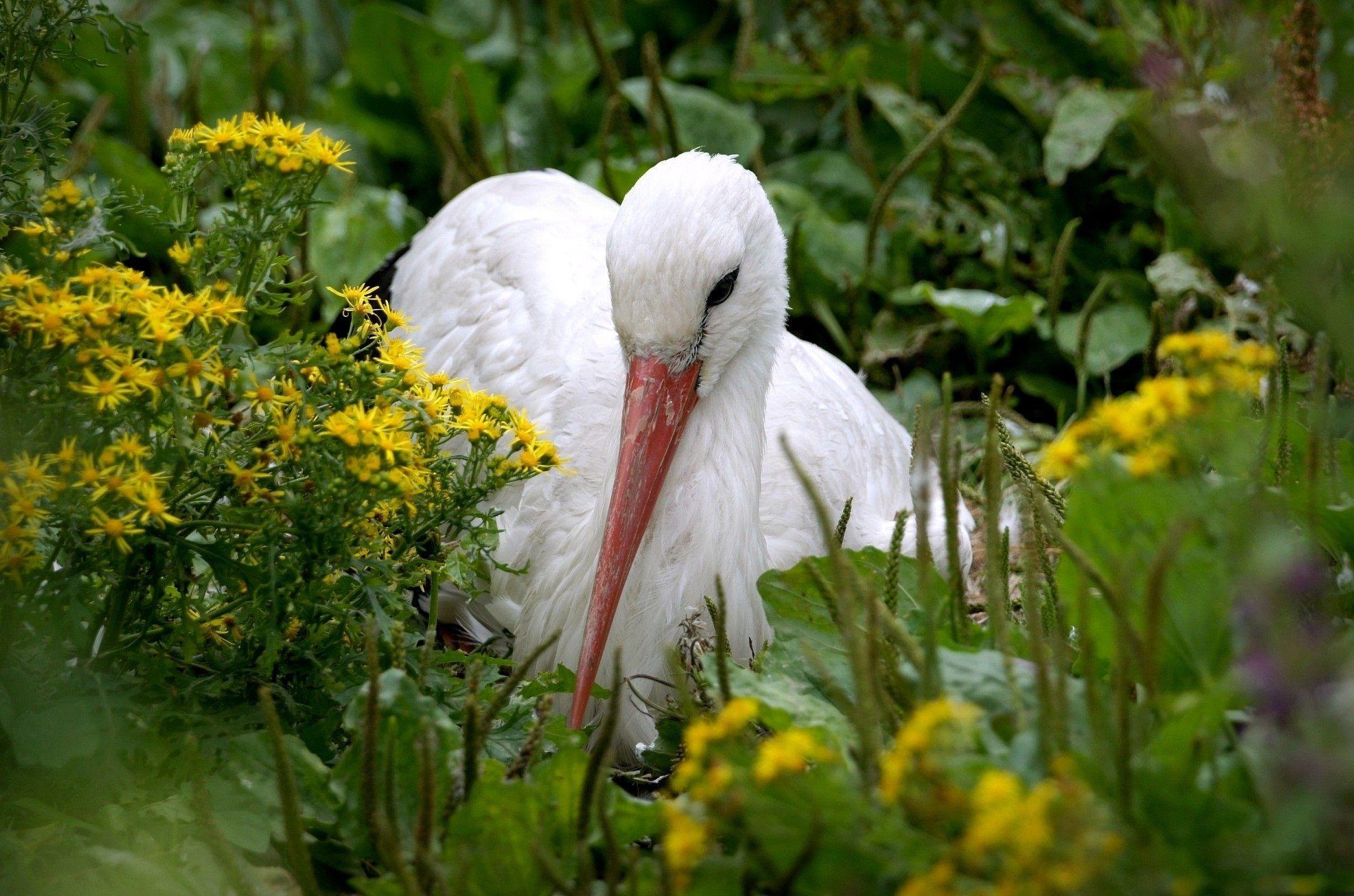 Stork Wallpapers - Wallpaper Cave