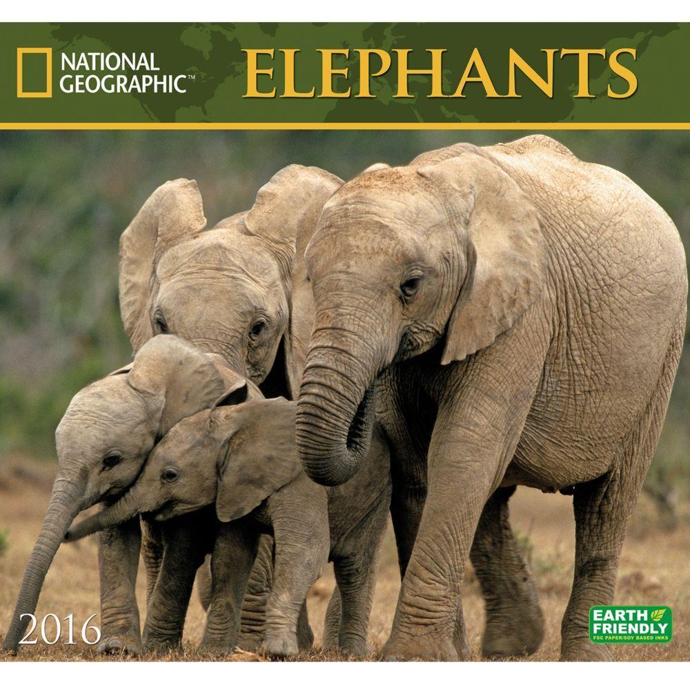 National Geographic Elephants Wall Calendar