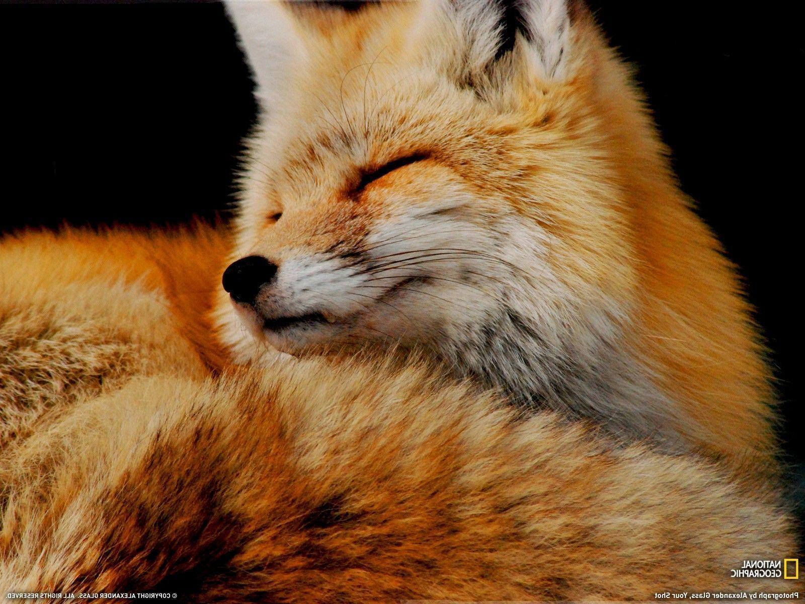 animals, Fox, National Geographic Wallpaper HD / Desktop