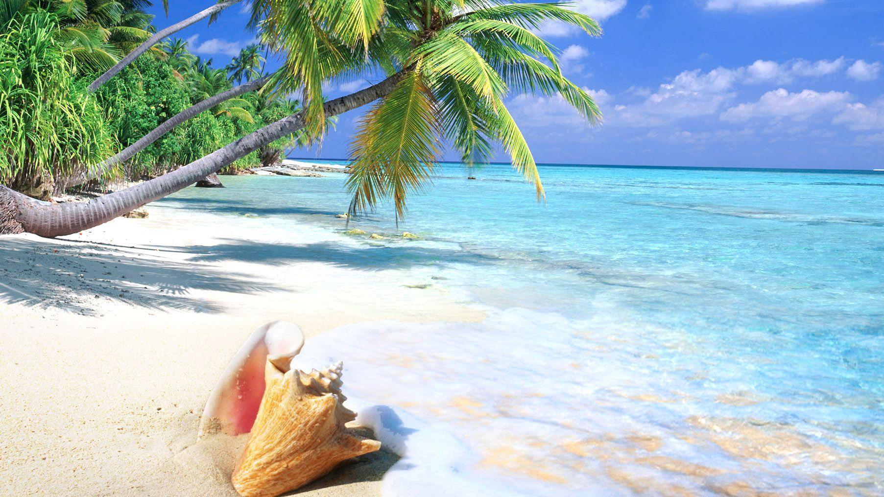 Tropical, Beach, Shell, HD Sea Wallpaper, Ocean, Summer, Fresh