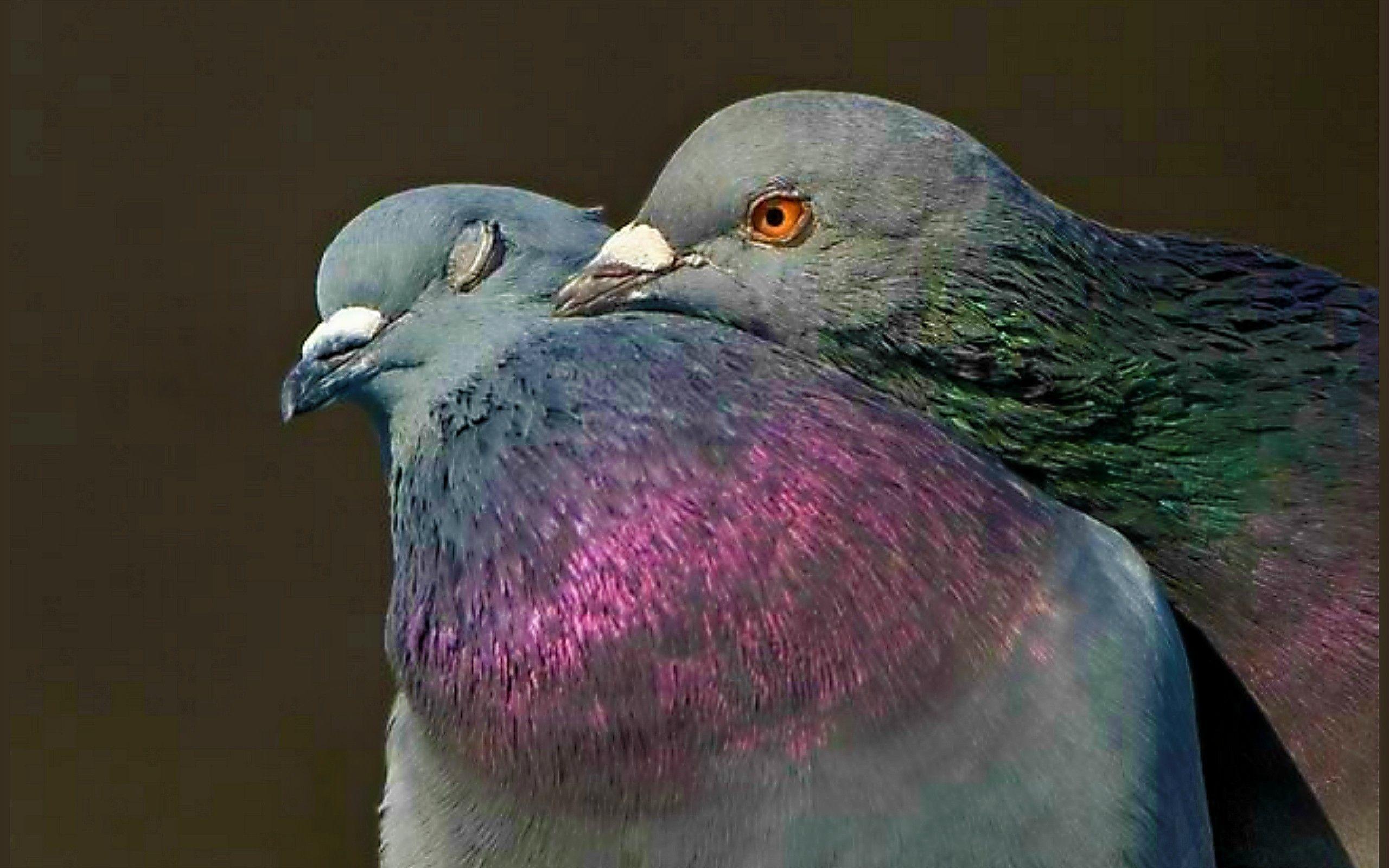 Birds: Pigeon Love BEAUTY NATURE BIRDS Phone Wallpaper for HD 16