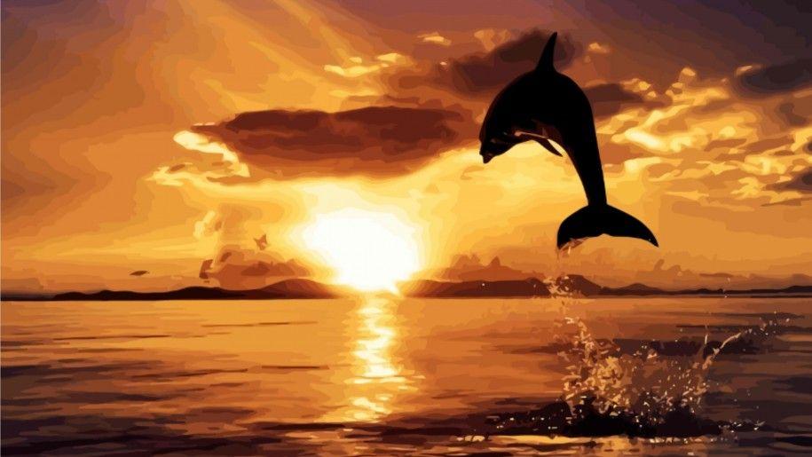 Dolphin Jumping Sunset HD Wallpaper Nature Wallpaper