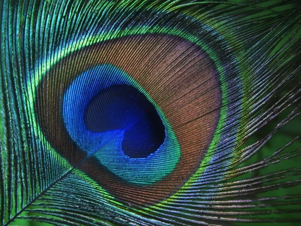 Peacock Feather Wallpaper. HD Wallpaper. Picture. Image