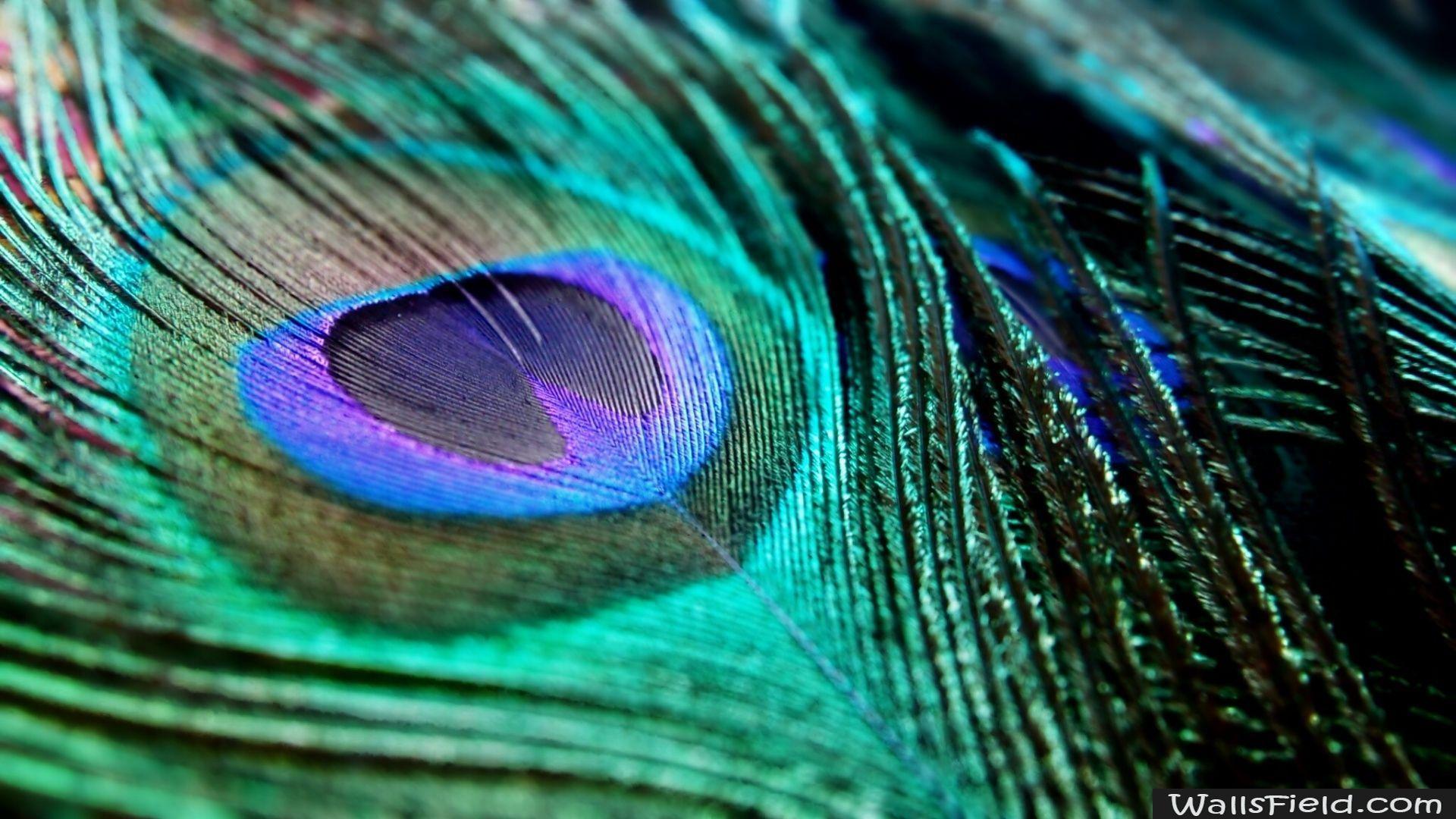 Peacock Feather.com. Free HD Wallpaper