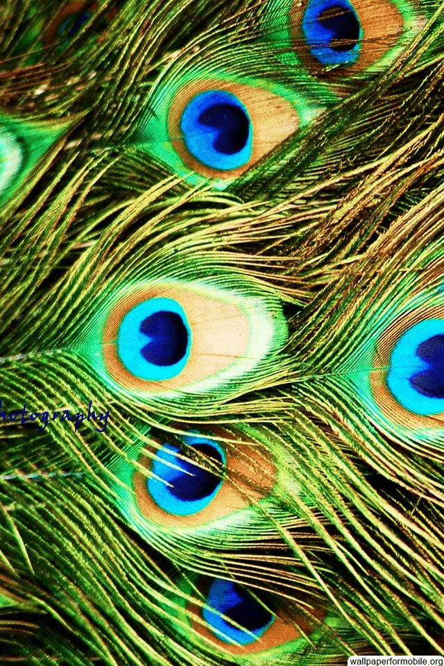 Hd Wallpaper Of Peacock Feather for Mobile