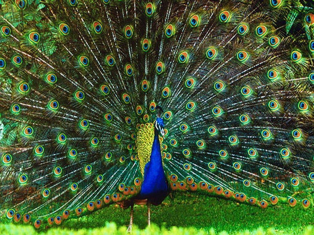 Birds: WildIndian Peafowl Beauty Peacock Feathers Colors Tail Wild