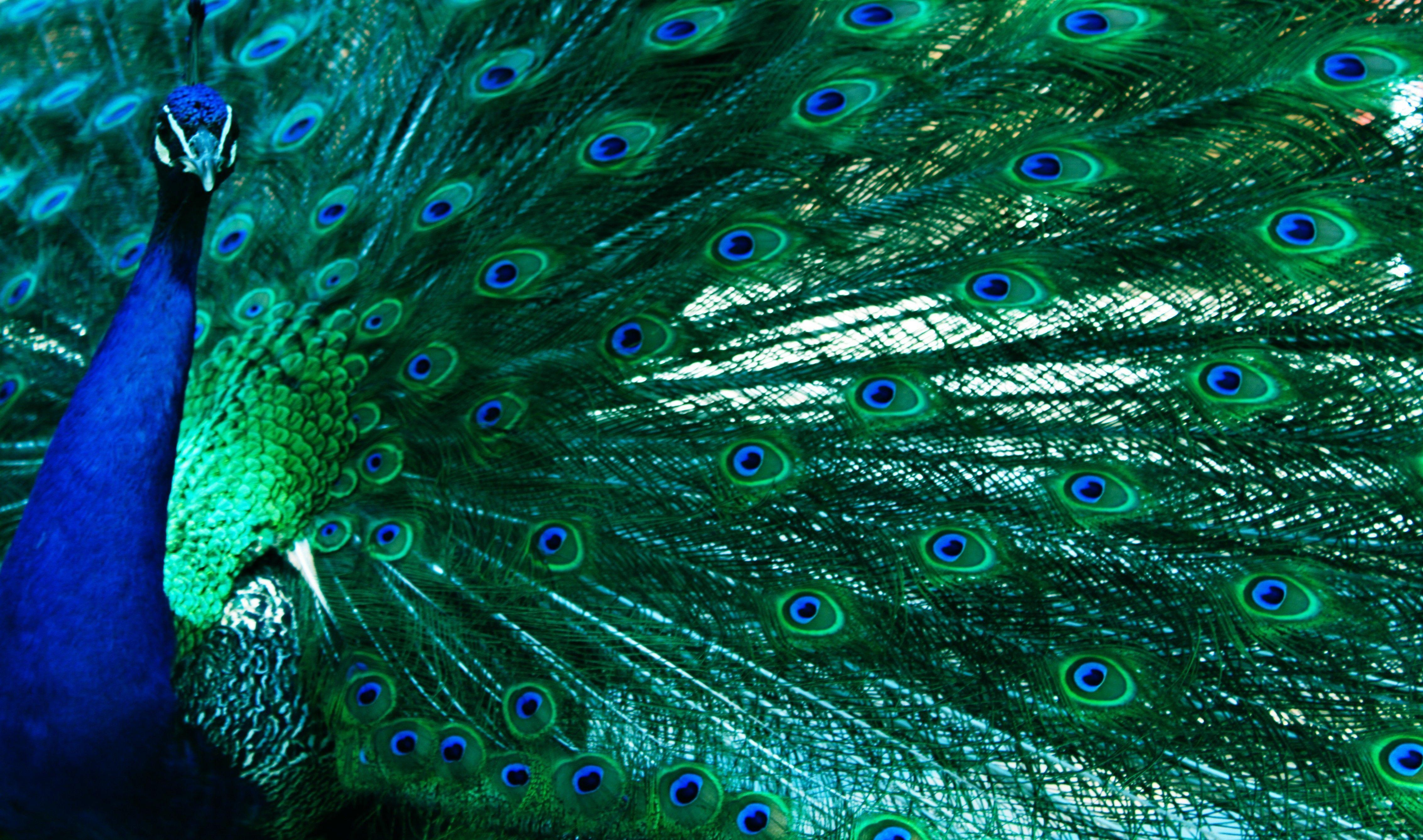 Birds: Beauty Peacock Blue Green Feathers Colors Desktop