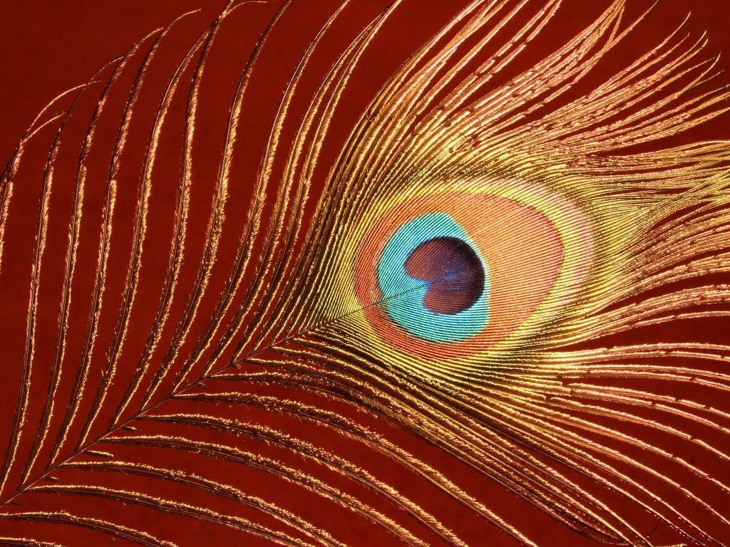 Peacock Feather Wallpaper HD Picture. One HD Wallpaper Picture