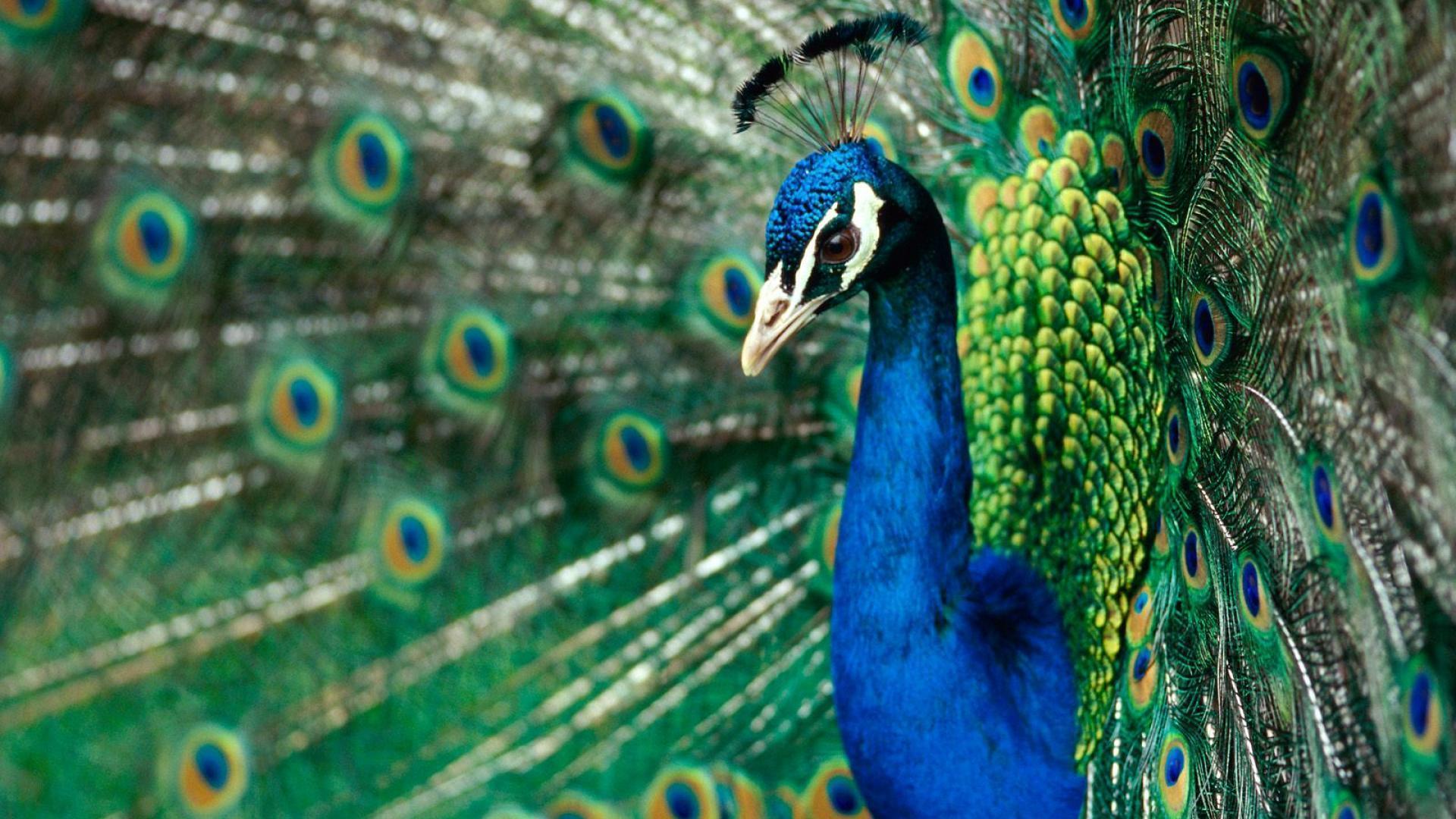 Peacock Feather Wallpaper HD