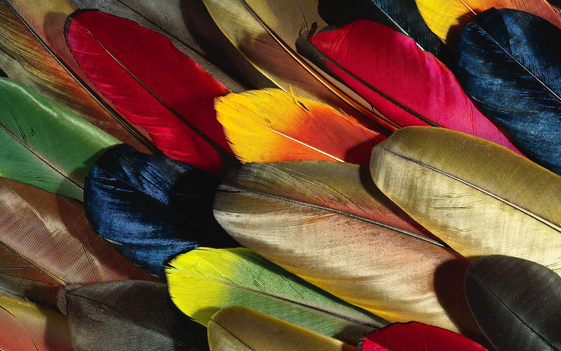 Feather Amazing High Definition Wallpaper 2015 HD Wallpaper