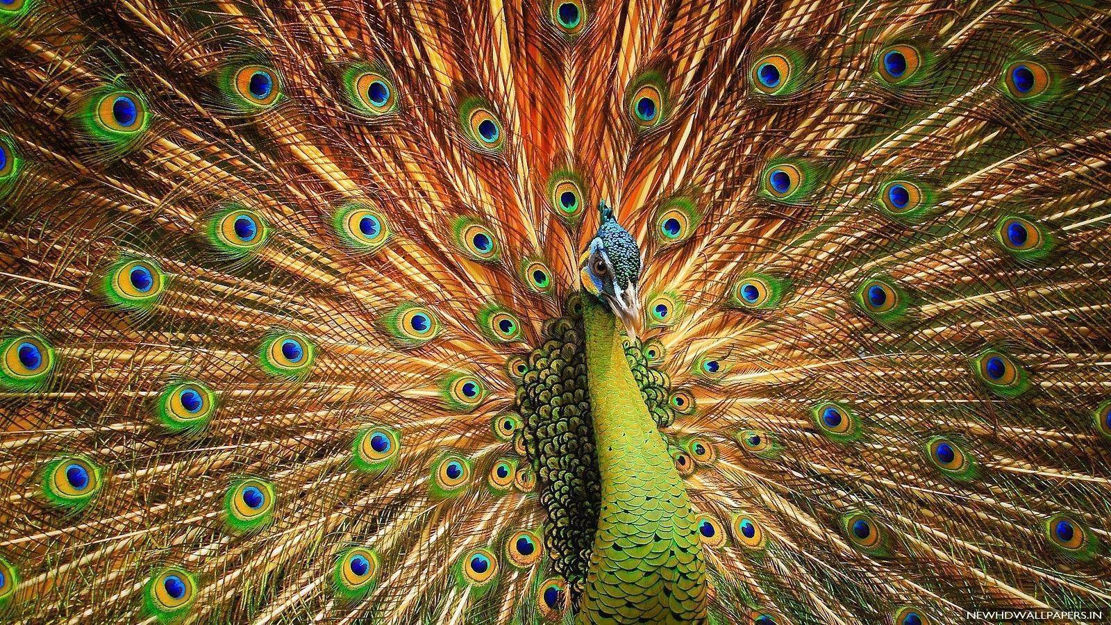 Beautiful Peacock Feather Image in HD HD Wallpaper