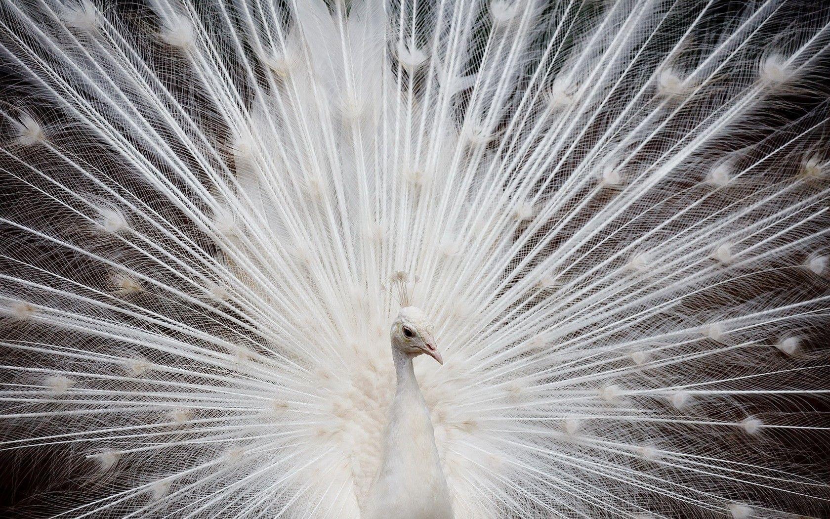 White Feathers HD Wallpaper