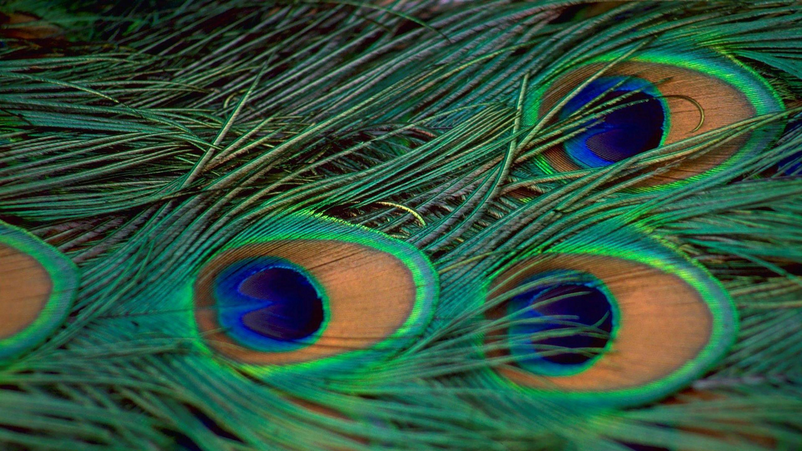 Peacock Feather Full HD Wallpaper