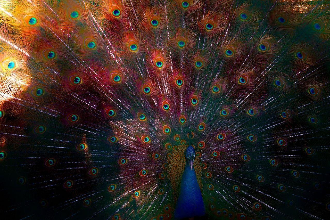 Peacocks Birds free Wallpaper (46 photo) for your desktop