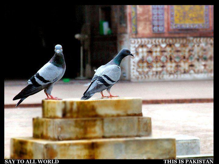 Pakistani Pigeon Picture. PAKISTAN Urdu Column Cooking Recipe
