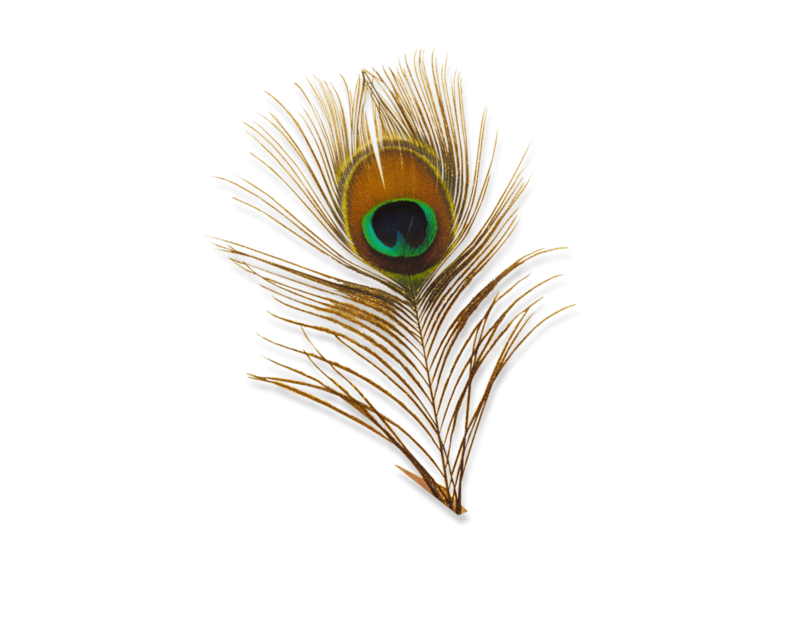 Peacock Png Icon and PNG Background