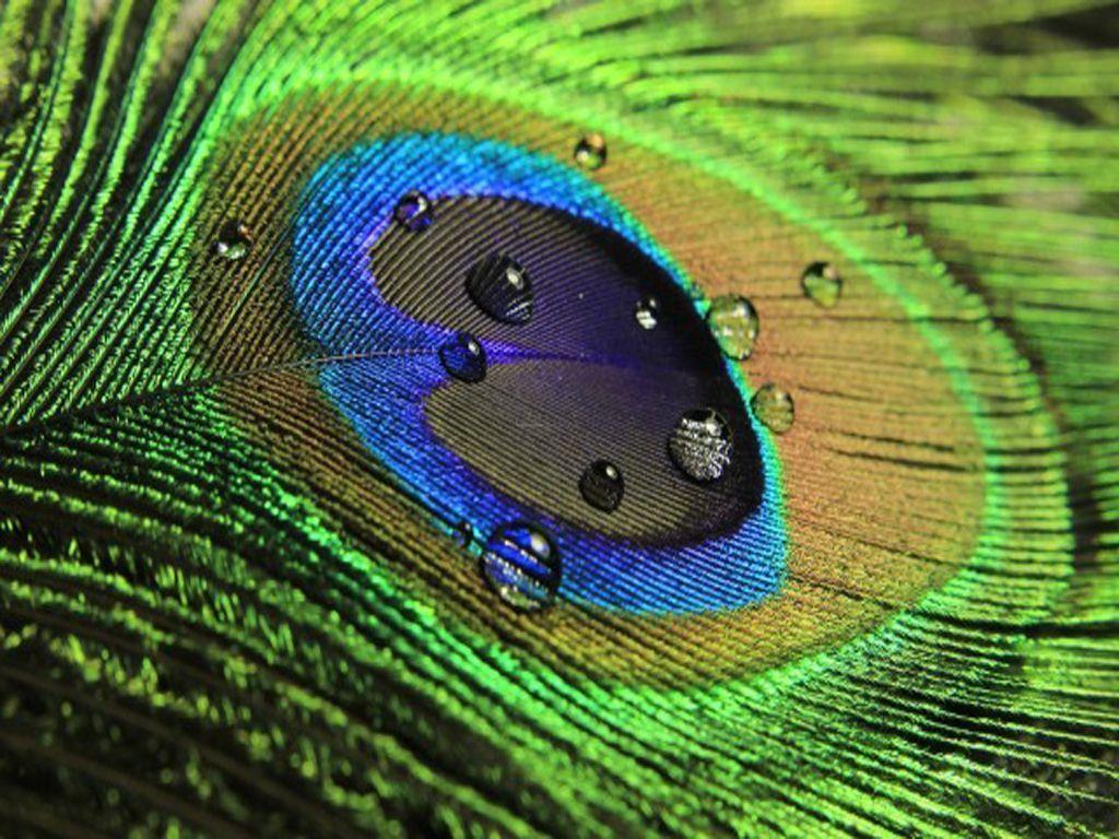 peacock feather 1024x768px HD wallpaper