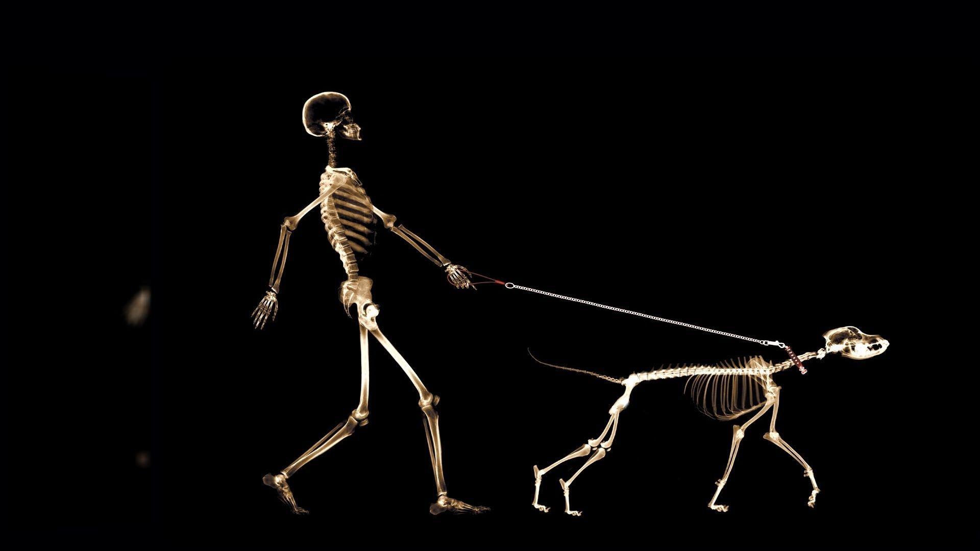 Bones, Dogs, Skeletons, Skeleton Walk With A Dog