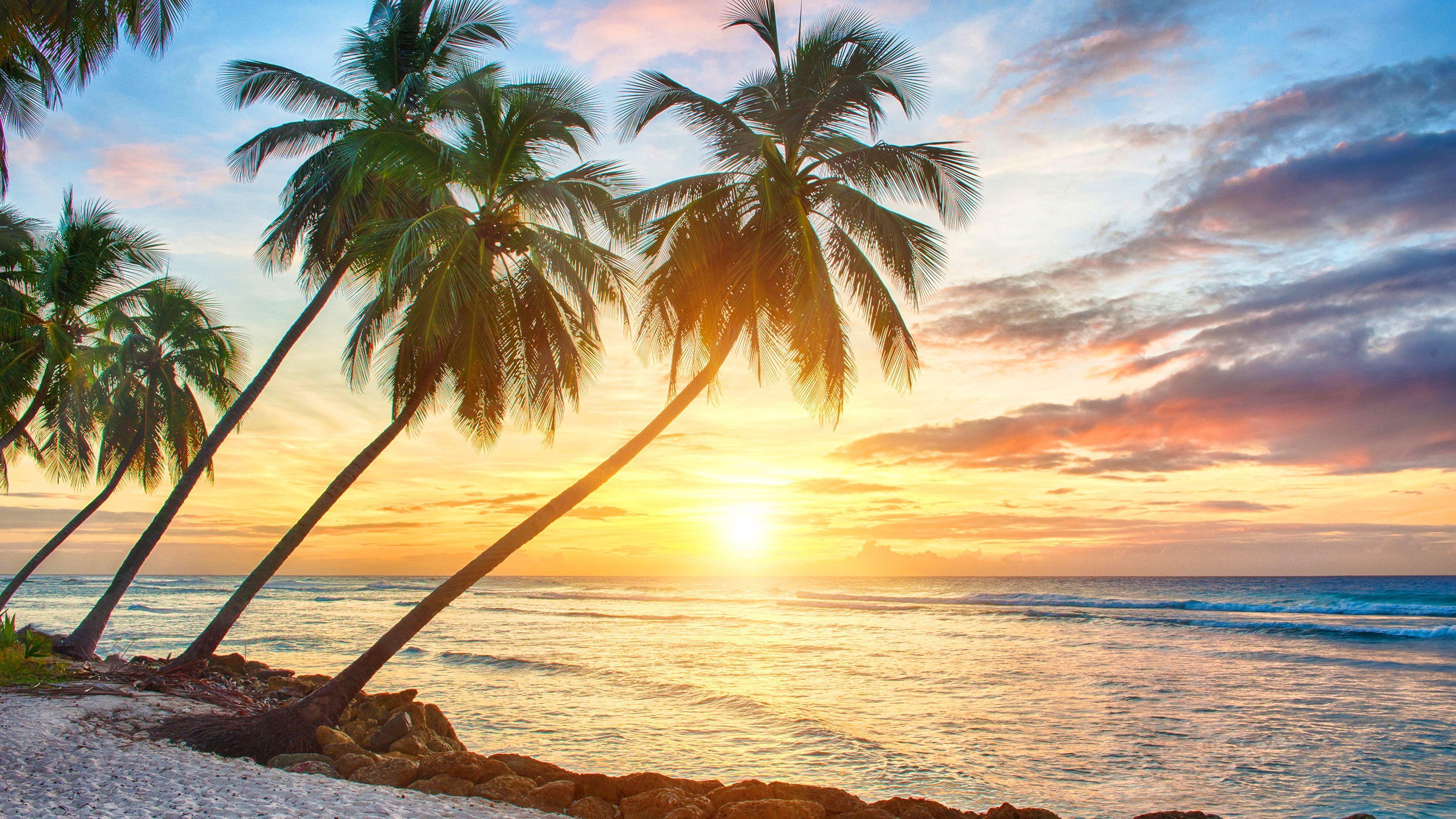 Beautiful Tropical Sunset Beach Palm Tree Wallpaper