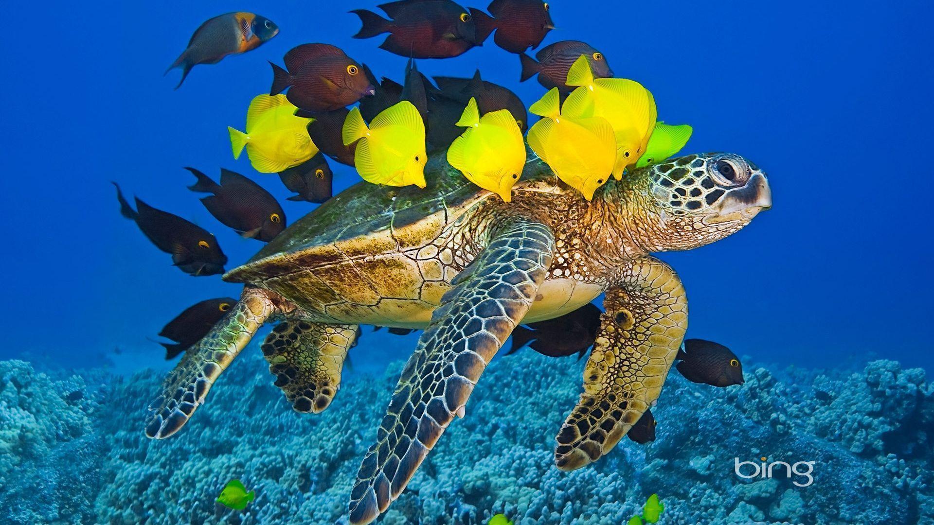 Bing, Turtle, Fish, Underwater, Sea, Tropical Fish