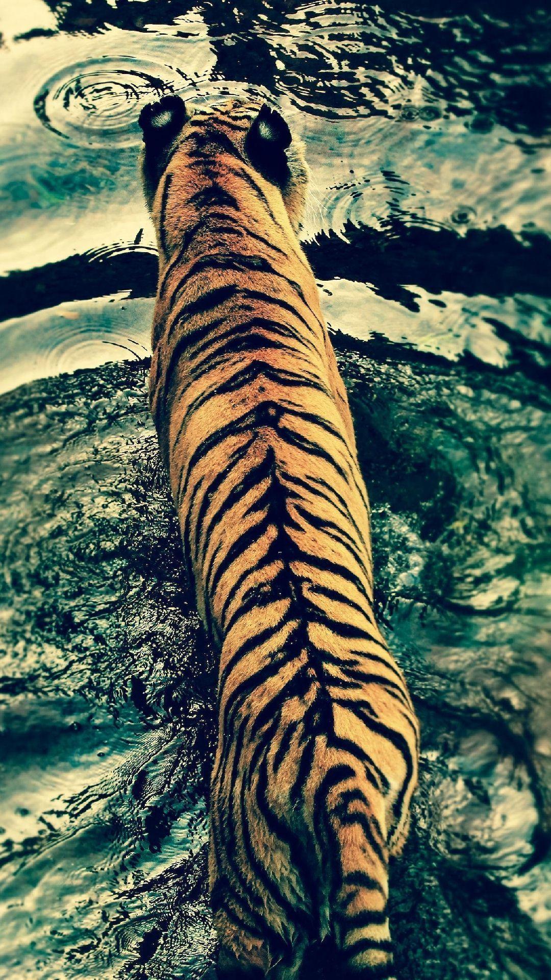 tiger wallpaper for iphone 6 x 1920 kB