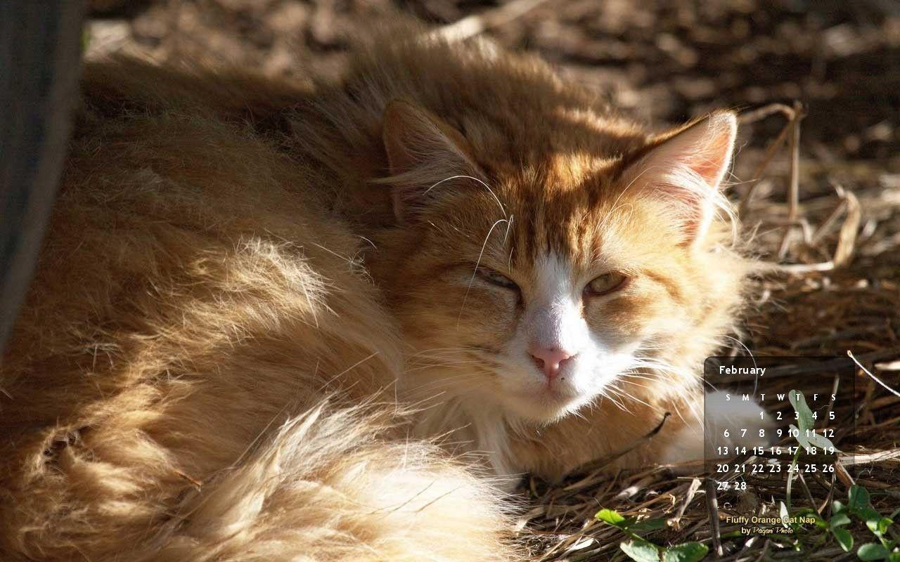 Fluffy Orange, February Free Desktop Calendar. The Feral Life Cat