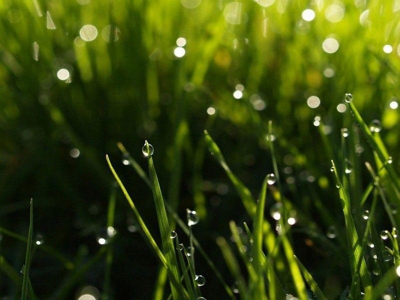 Beautiful Rain Drops on Green Grass free desktop background