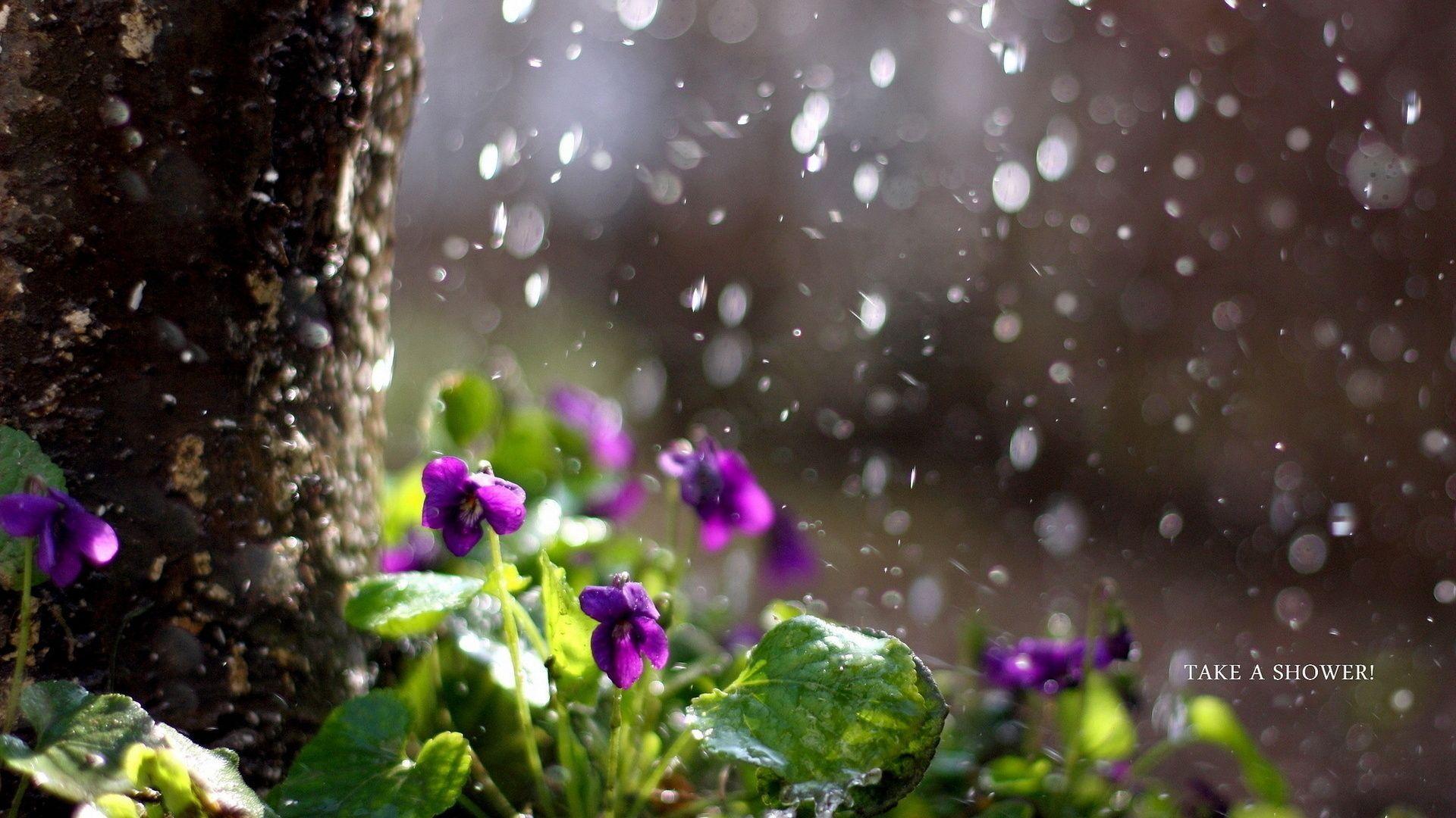 Flowers, The Rain, Nature Wallpaper and Picture