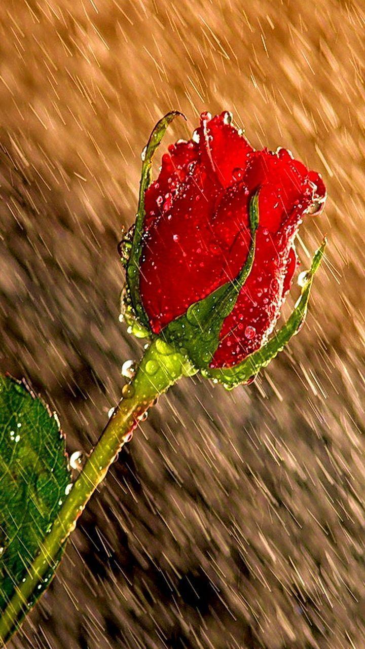 about Beautiful Red Roses. Red Roses