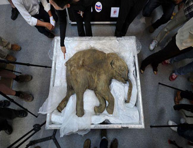 Woolly Mammoth DNA may lead to a Resurrection of the Ancient Beast