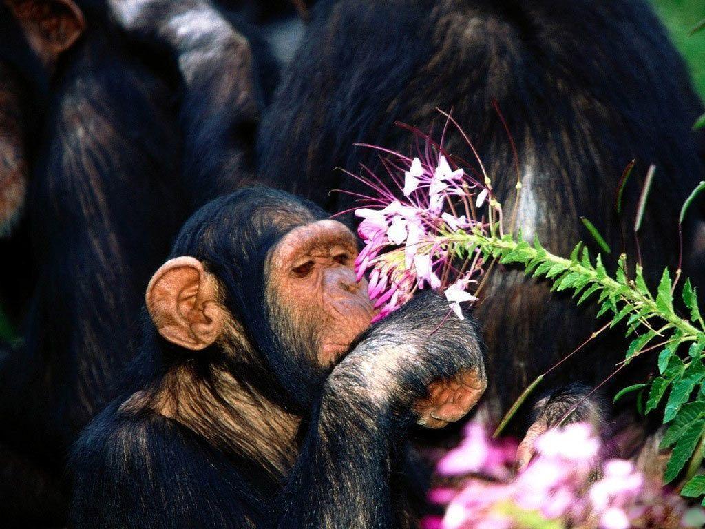 Desktop Wallpaper · Gallery · Animals · Chimpanzees monkey. Free