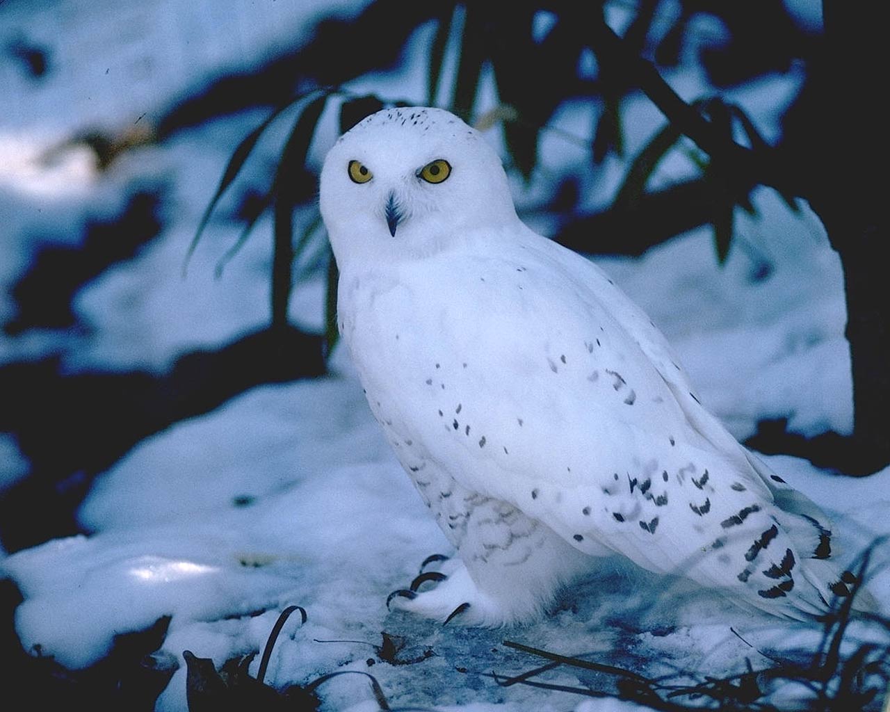 Bird Snowy Owl Wallpaper