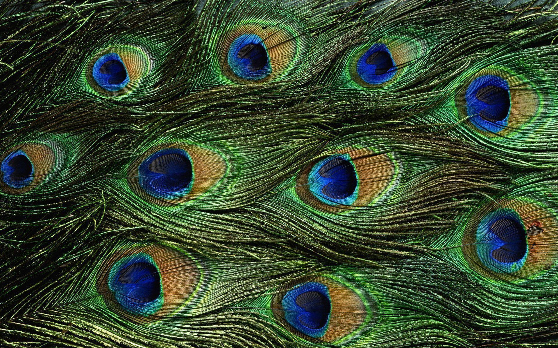 Feathers HD Wallpaper