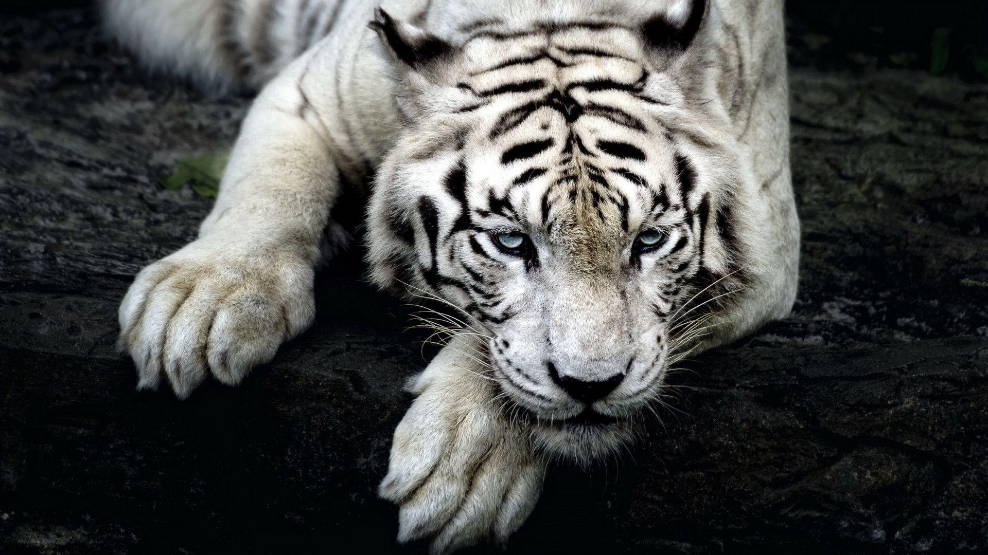 White tiger HD Wallpaper