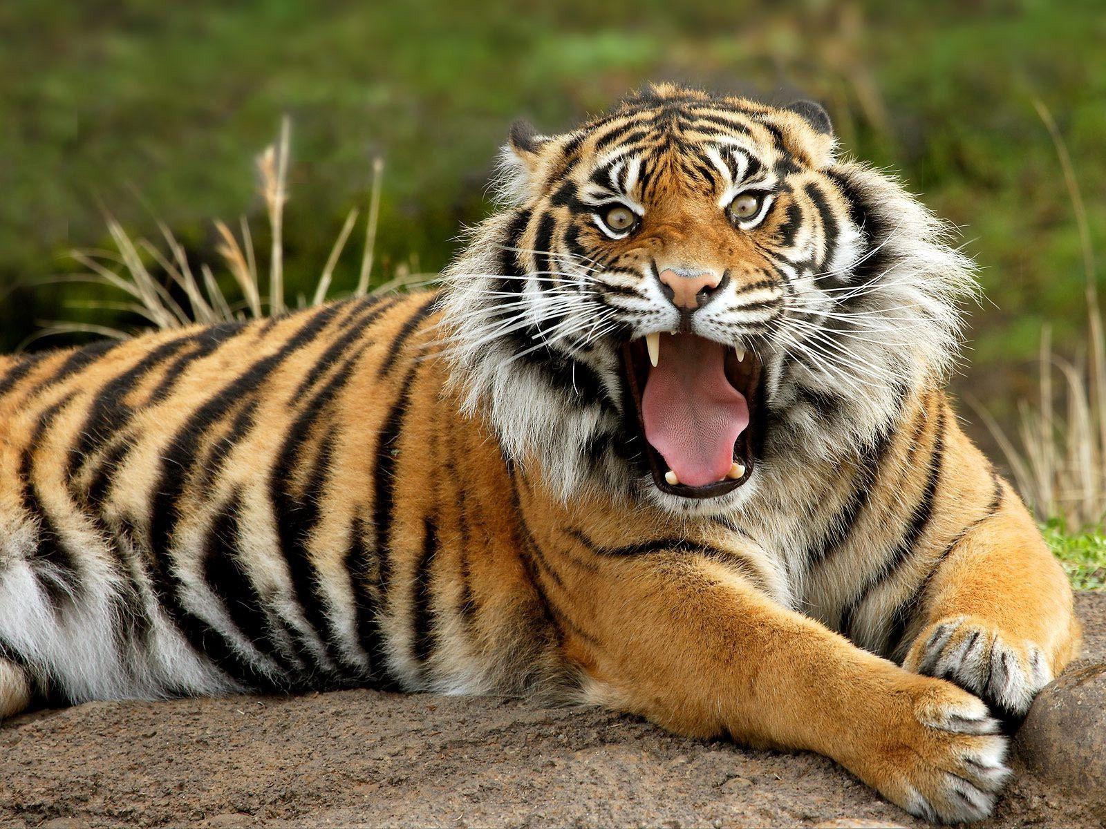 Cool Tiger Backgrounds - Wallpaper Cave - photo#9