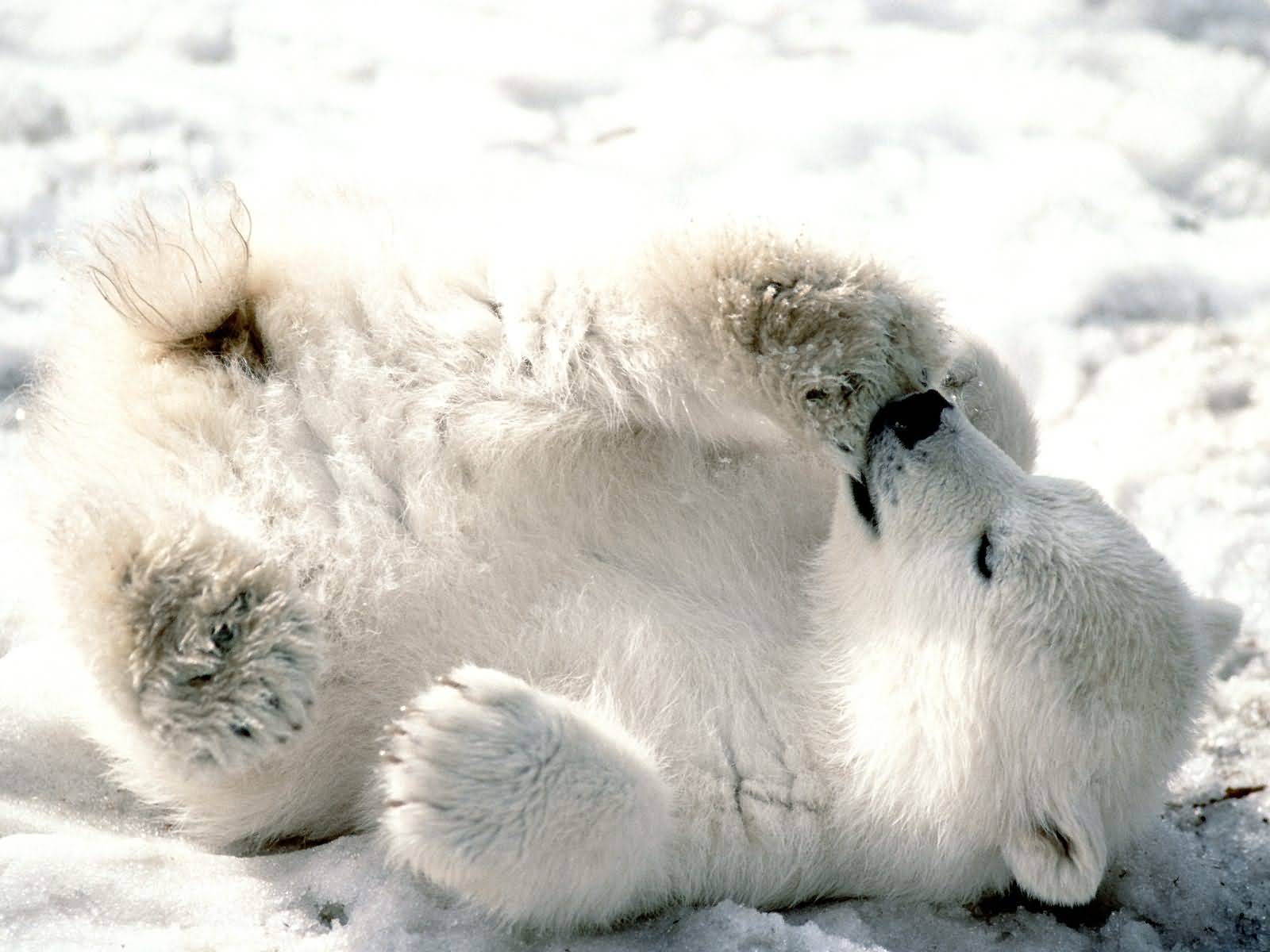Aww baby polar bears Wallpaper