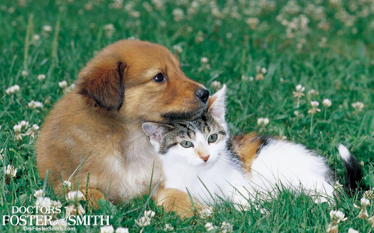 Free Desktop Wallpaper Compliments of Drs. Foster & Smith Pet Supplies