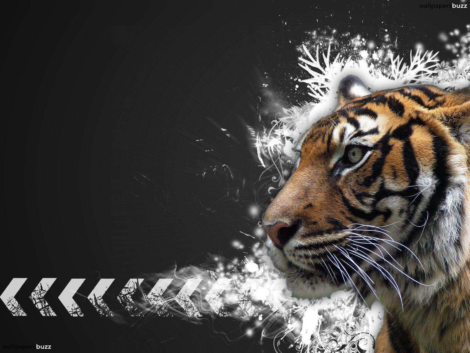 image For > Tiger Face Wallpaper HD