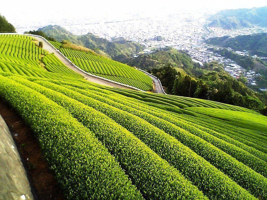 Green Tea Wallpapers Wallpaper Cave