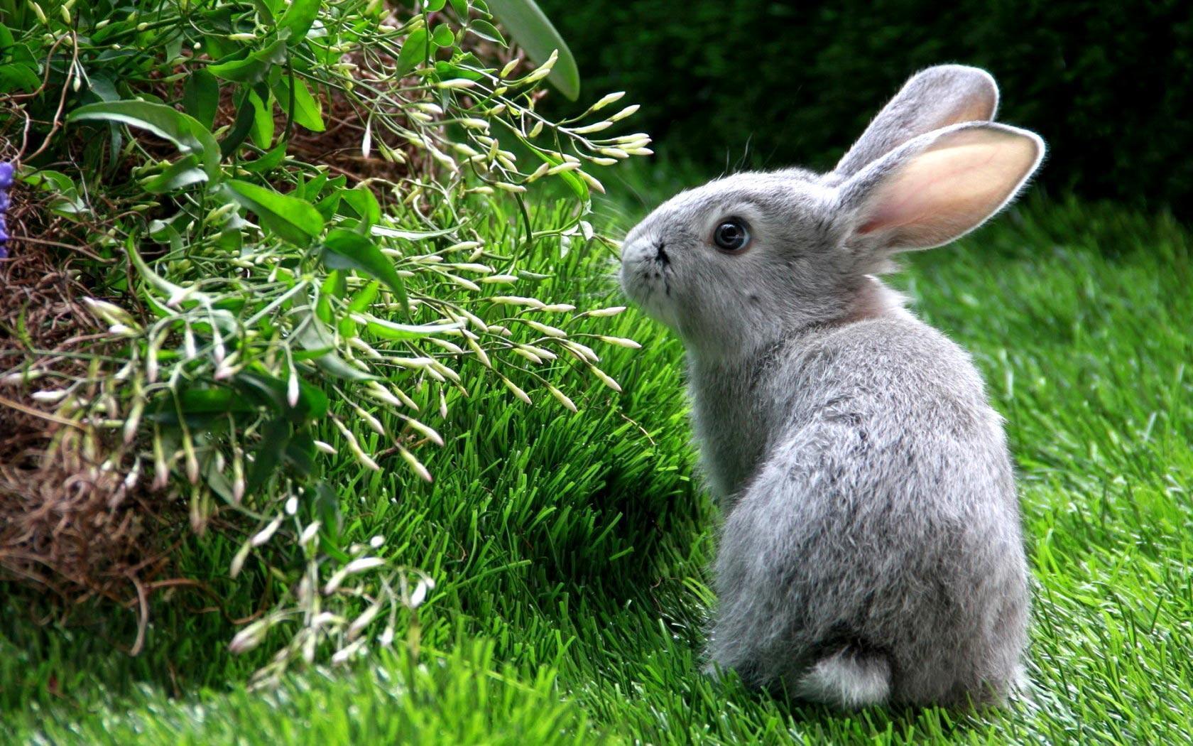 beautiful rabbit HD wallpaper desktop background rabbit image