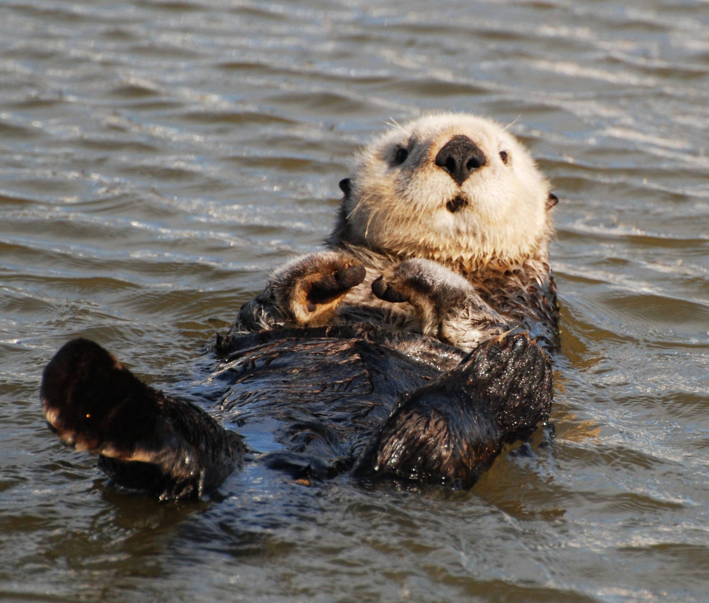 Sea otter Image & Wallpaper on Jeweell