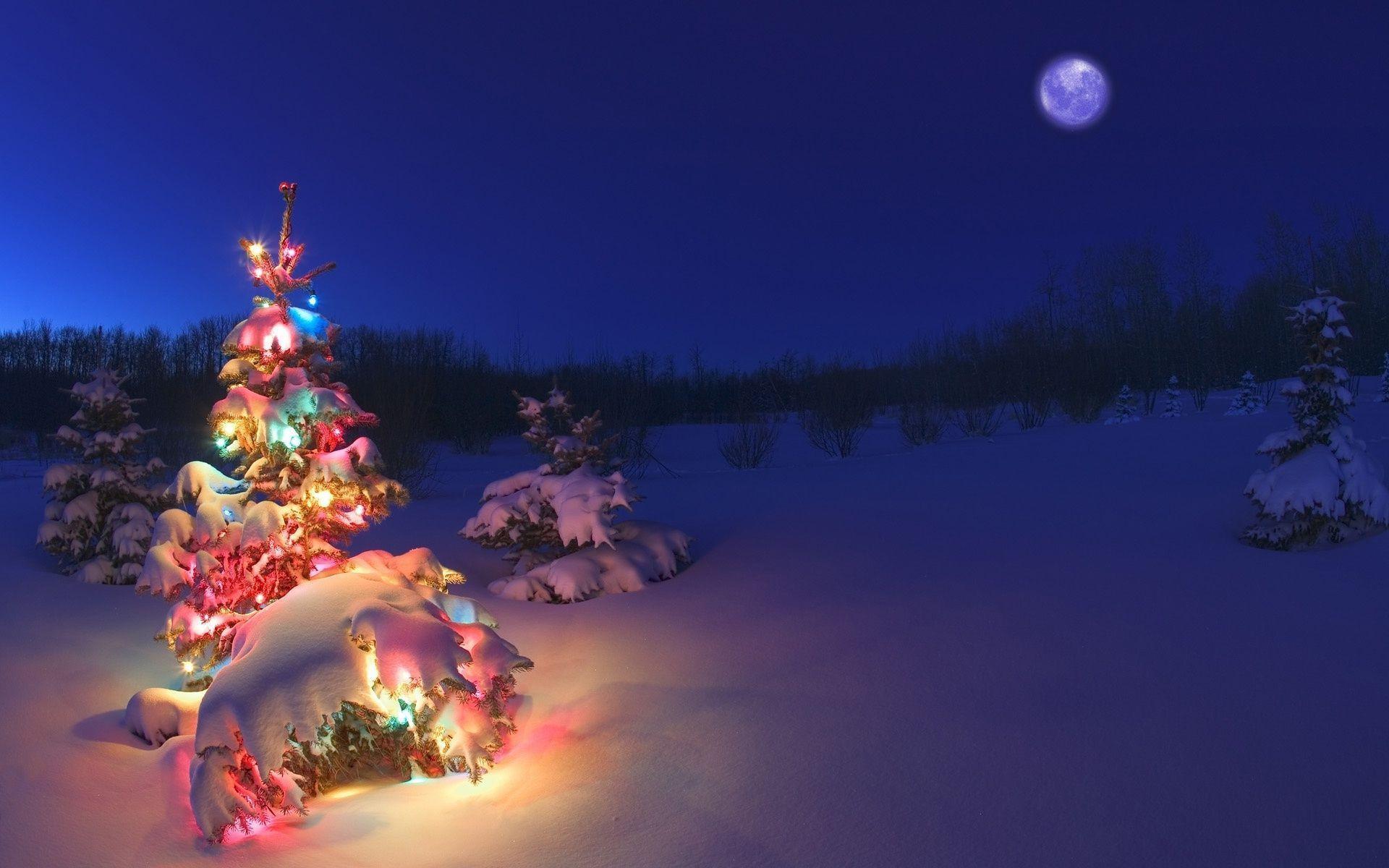 Snowy Christmas Tree Wide
