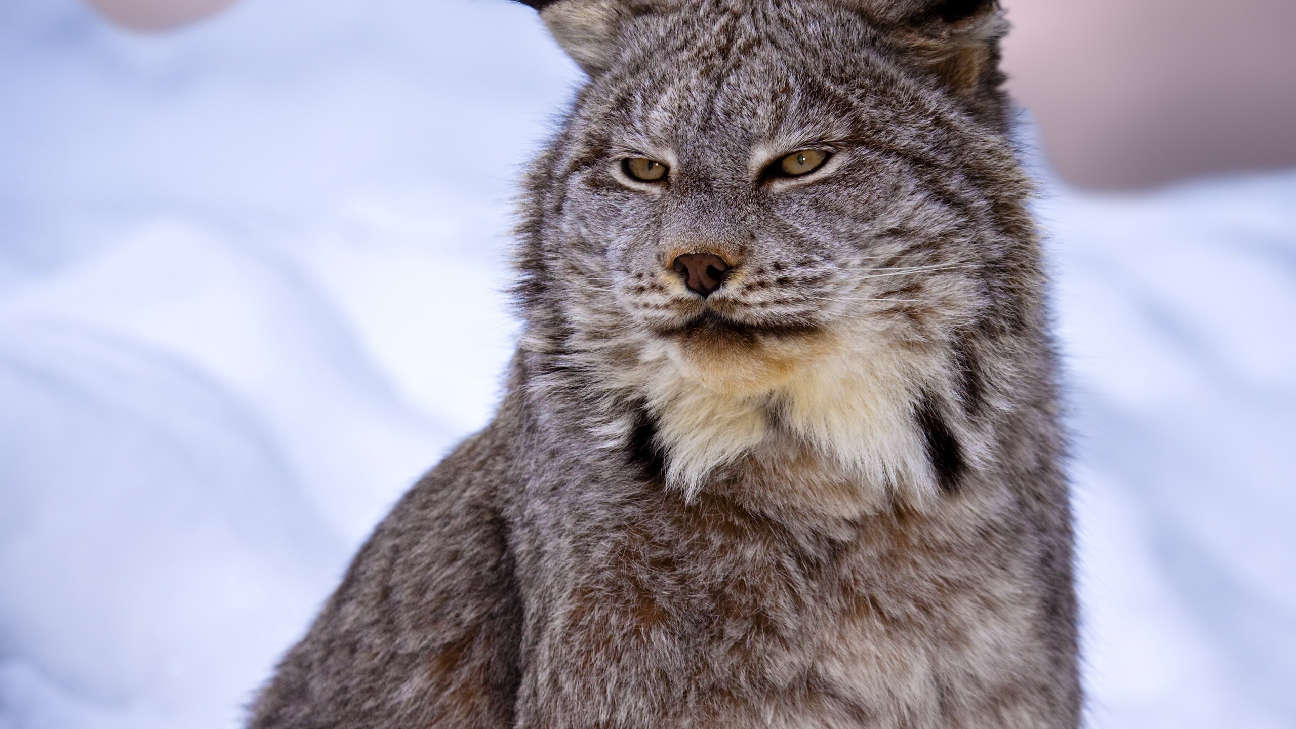 Canada Lynx Wallpapers Wallpaper Cave