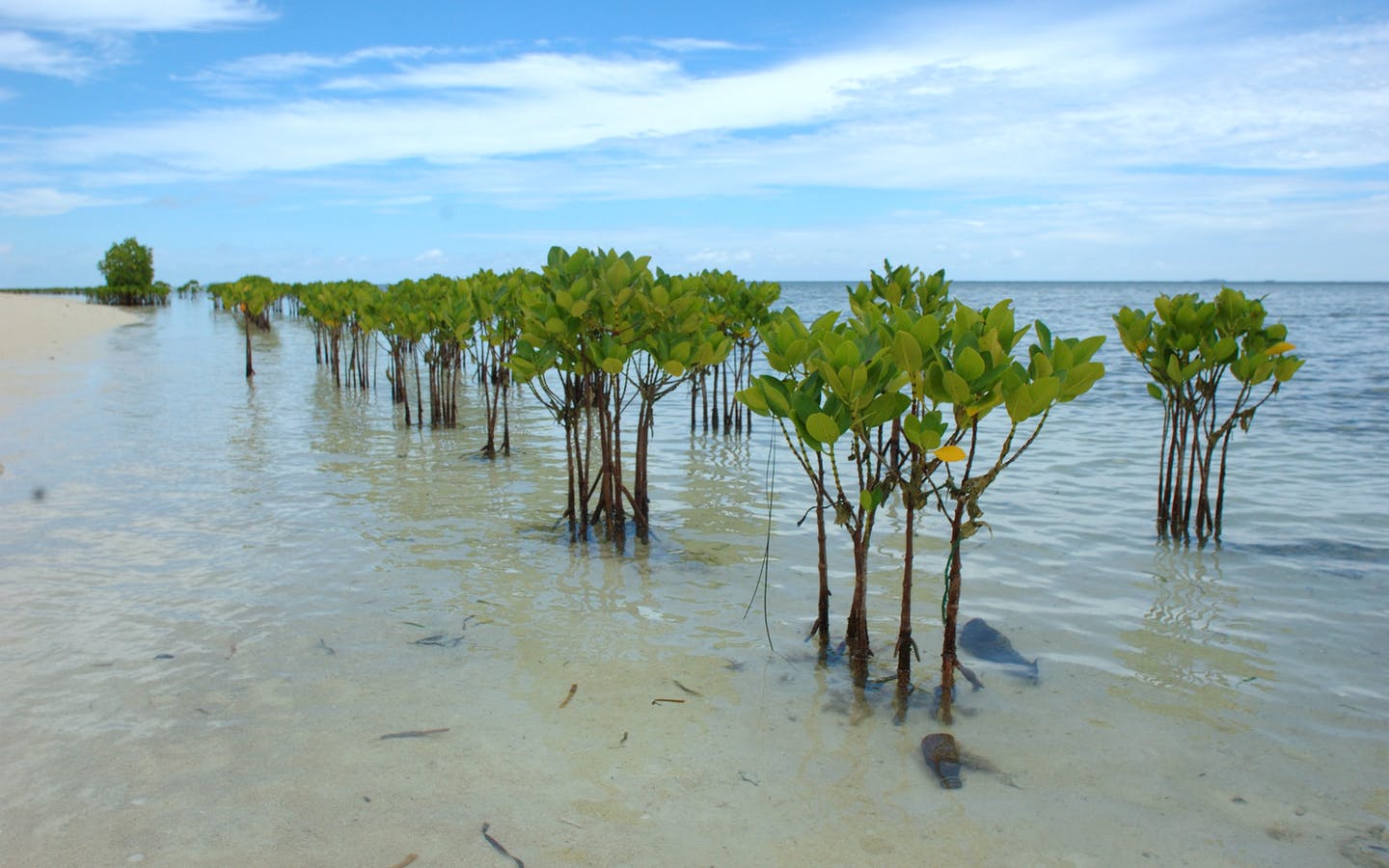 Mangroves Wallpapers Wallpaper Cave