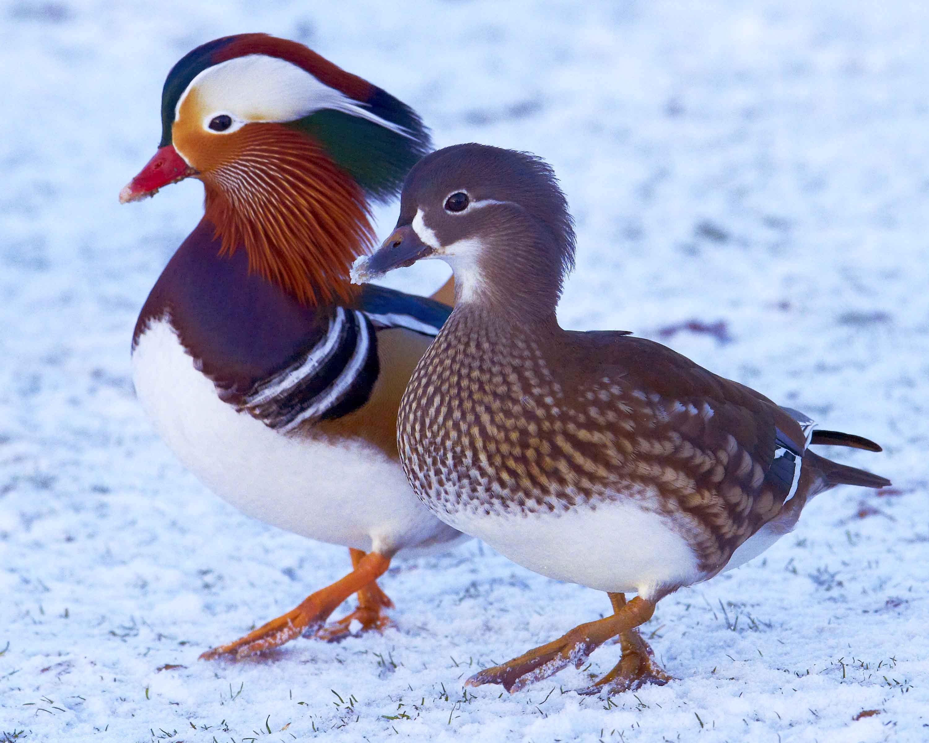 Mandarin Duck Wallpapers Wallpaper Cave