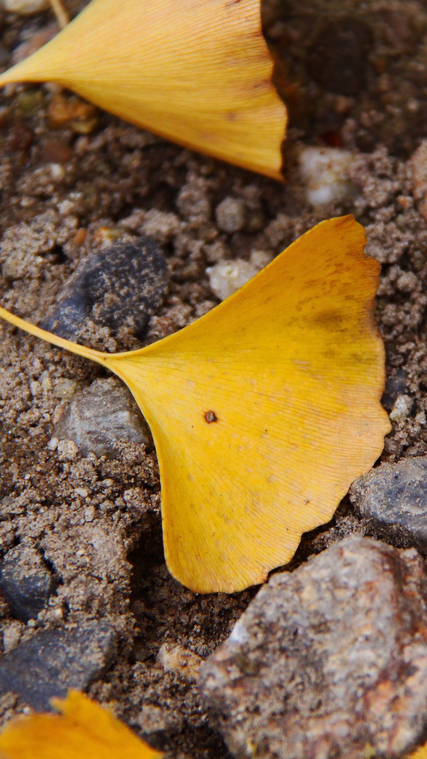 Ginkgo Wallpapers Wallpaper Cave