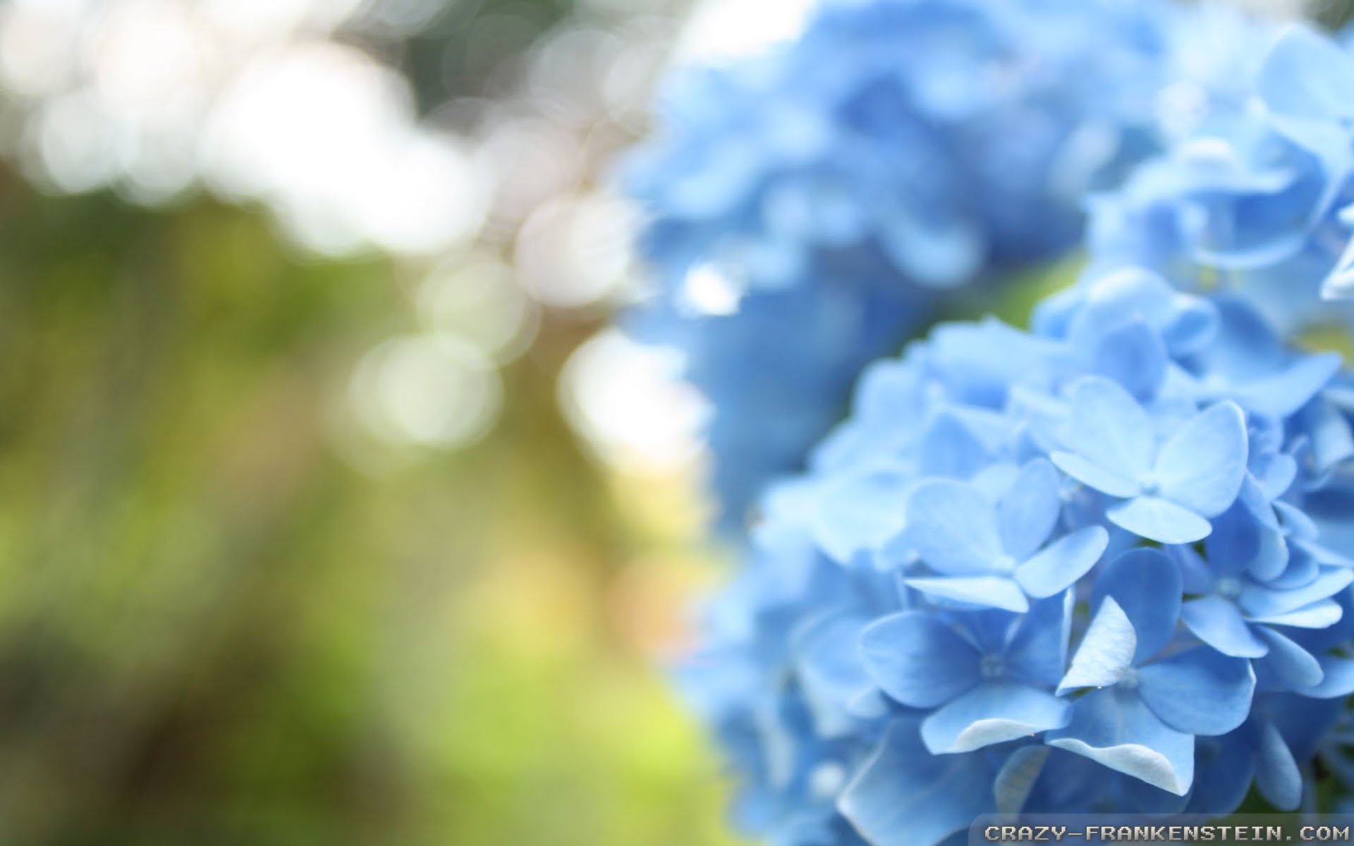 Light Blue Flower Wallpapers Wallpaper Cave